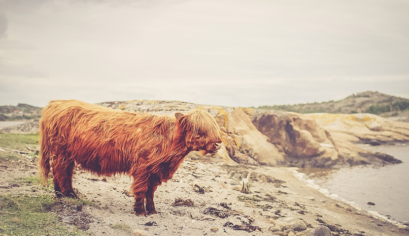 免费ddos攻击网页端